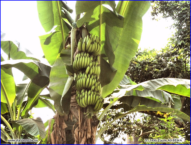 Banane Gros-Michel Kisangani