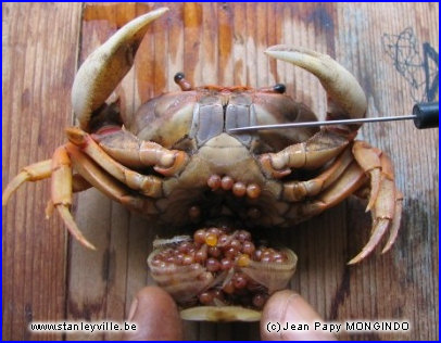 Crabe femelle Kisangani