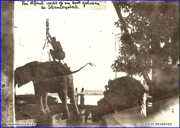 Elephant chargé sur un bateau