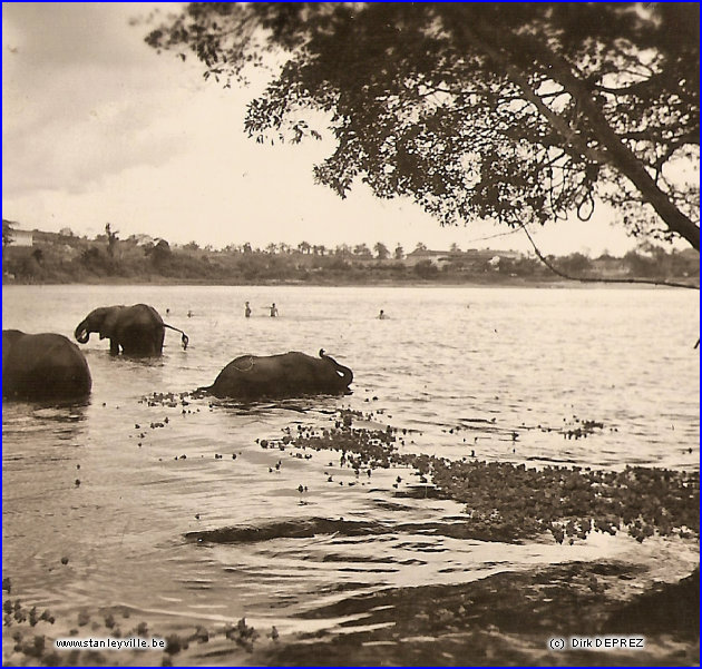 Eléphants au bain à Stanleyville