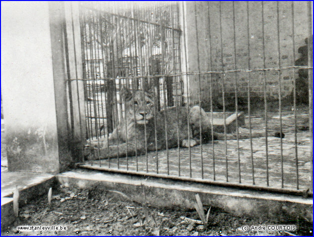 Lion au zoo de Stanleyville