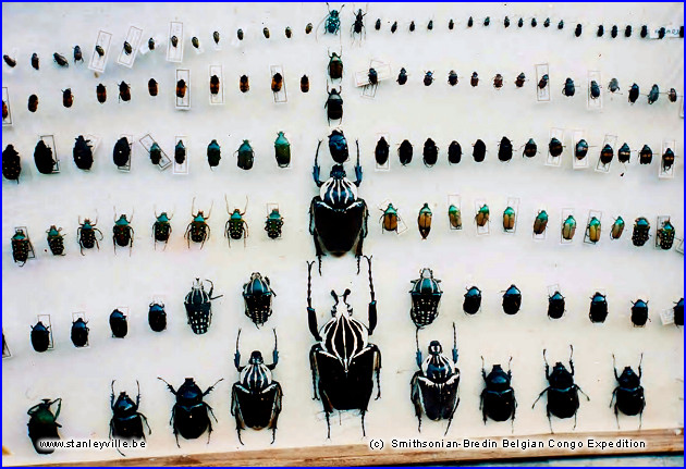 Coléoptères Yangambi