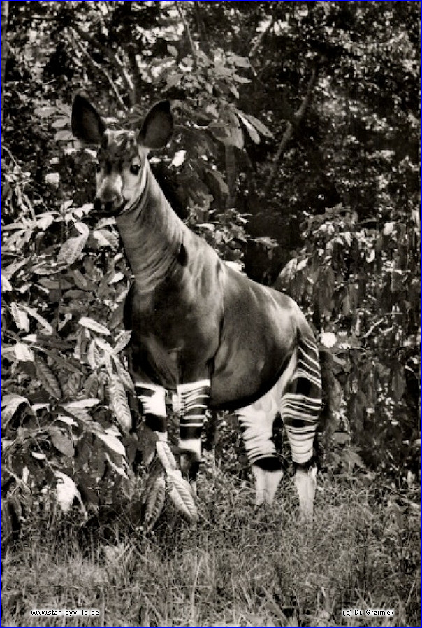 Okapi Stanleyville